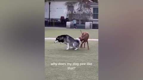 New funy animals 😂Funniest cat and dog videos😸🐶