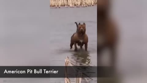 Les Chiens Les Plus Dangereux Au Monde!