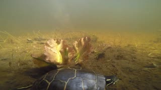 Underwater Turtle