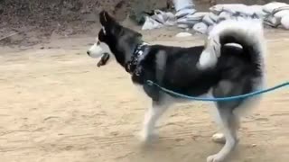 Funny Dogs Love