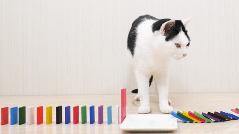 Cats Playing With Dominoes > very cute (if you like cats and/or falling Dominoes)