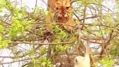 Tiger get up tree to catch monkey