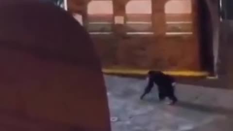 Así sacrificaron a chimpancé en Pereira