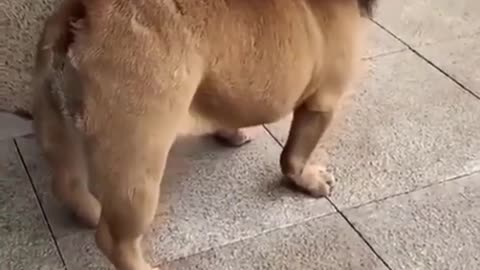 Dog vs Lion