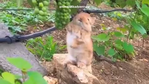 Cute Rabbits 🐇 Eating Grapes
