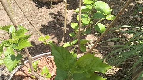 Morus Australis | White mulberry