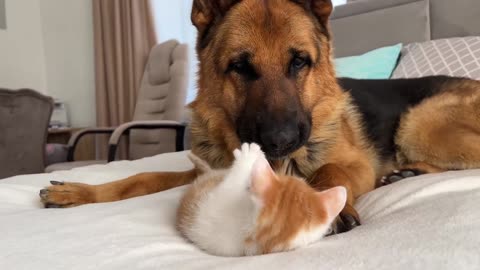 Incredible Friendship: German Shepherd and Baby Kitten