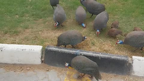 The Guinea Fowls now know his car