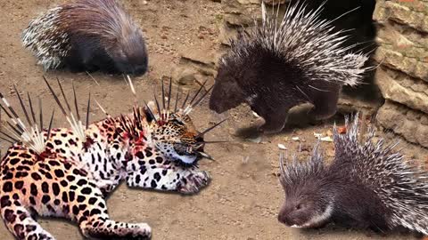 Top 10 Animals Died Tragically When It Trittack The Porcupineed To A - Leopard,