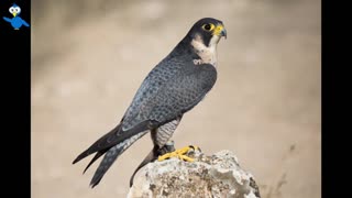 The Voice of the Arabian Falcon