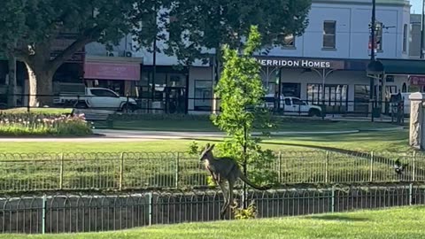 Magpie Swoops a Kangaroo