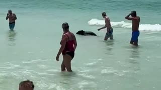 Bear Chillin' At A Beach In Florida