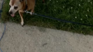 Tiny Puppy Pulling Pup on Leash Gets Overpowered