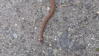 Texas Brown Snake