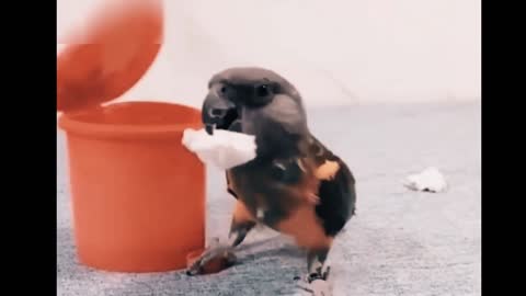 Smartest Bird (the intelligent Birds solves the puzzle)