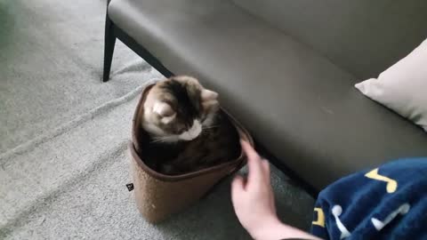 Cat sentenced to prison for constantly biting owner