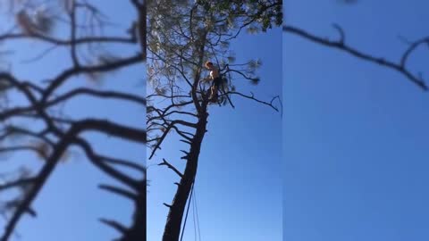 Treetop High Dive Backflip