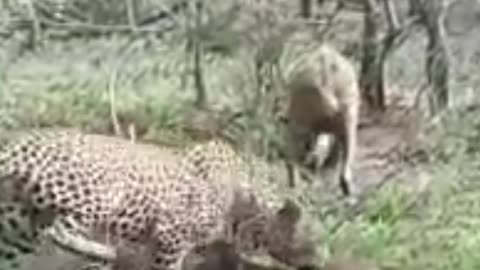 Leopard steals from hyena