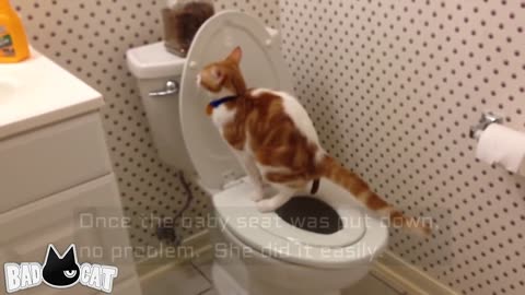 Cat Toilet Training