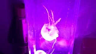Jellyfish lava lamp from amazon