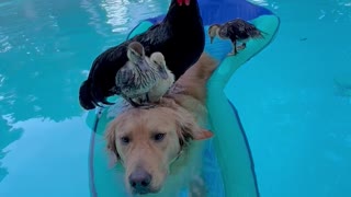 Golden Retriever Floats with Friends