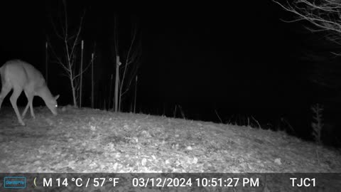 Spooked by the Trail Cam