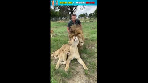 Follow for more weee👍😂 #funny#lion#fail#funnyanimals#weee#wee#memes#viral lion