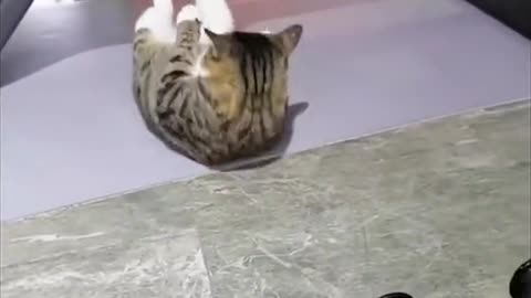 Cat working out in the gym