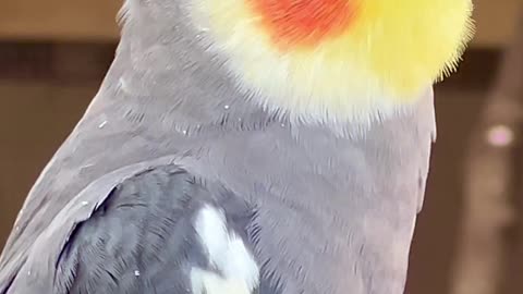 Cockatiel sounds #aviary #birds