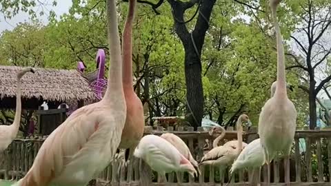 red-crowned cranes