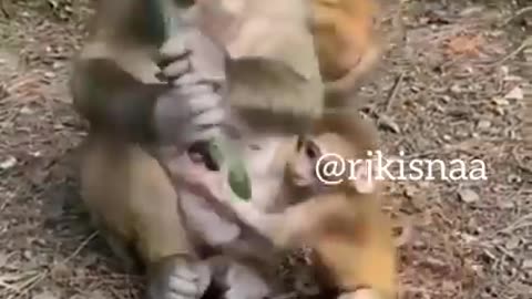 Funny monkey videos