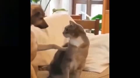 Top Funny Cat Videos Of The Weekly (Part 3) Try Not To Laugh