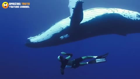 Whale Suddenly Swallowed A Diver_Everyone Was Extremely Shocked