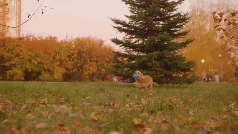 Playful dog catching ball on autumn lawn in city park