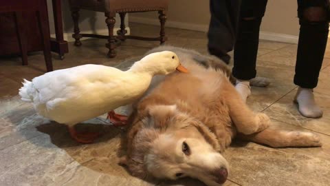 Duck is Protective of Pooch
