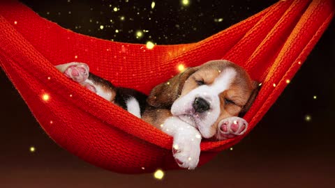 Sound To Make Your Dog Sleep within 4 Minutes | Dog Hypnosis