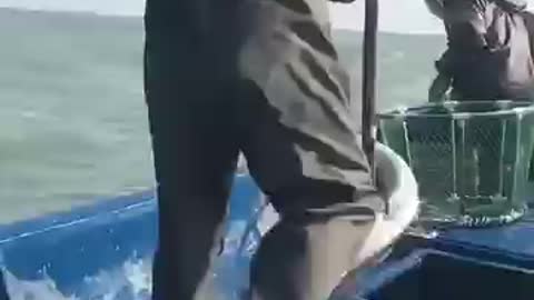 Amazing Salt water Eels Fishing video 🐟🐟