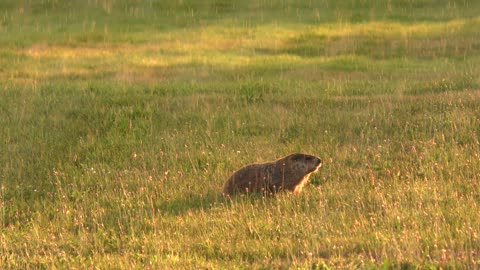 Groundhog or woodchuck under rain