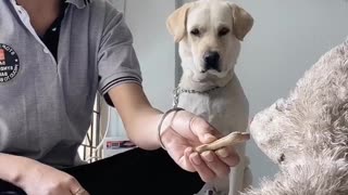 Girl Uses Teddy Bear to Get Doggo to Eat