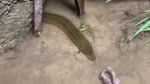 Fishing Eels