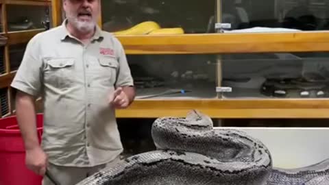 Angry Big Python Snake 😲😯