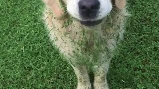 Dog eating grass thats being mowed