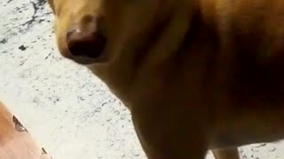 Ethiopian Dog Kuzi part 1