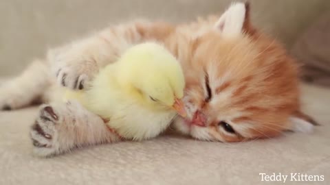 A kitten sleeps with a little chicken