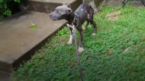 Starving Pittie Transforms Into The Bounciest Puppy