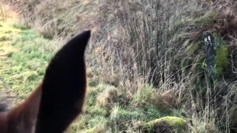 Being Followed by a Wolf