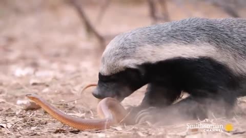 A Honey Badger and Mole Snake Fight to the Death
