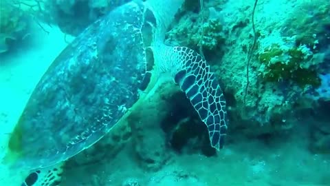 Tortoise in swimming in water