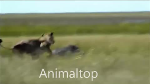 Lions vs Warthog - Warthog Fight Lion To Save Another Warthog-By AnimalTop