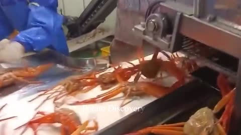 Harvesting Crab - Crab Meat Processing Line That Are At Another Level